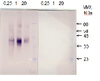 Plastid acyl-ACP desaturase in the group Antibodies Plant/Algal / Developmental Biology / Lipid metabolism at Agrisera AB (Antibodies for research) (AS13 2668)